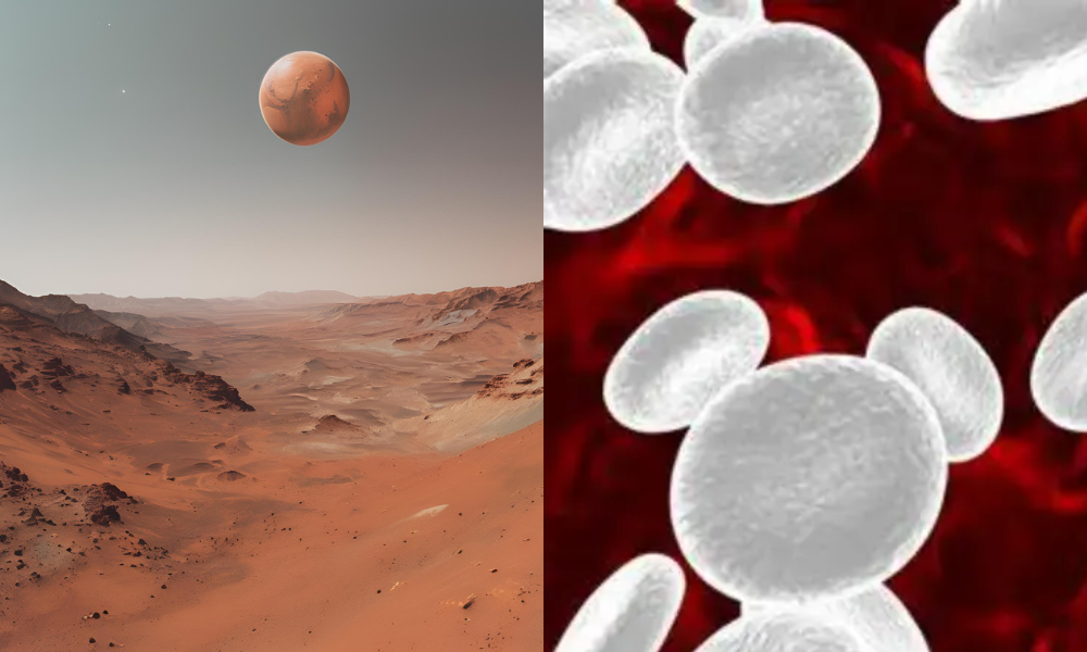 moon and white blood cells