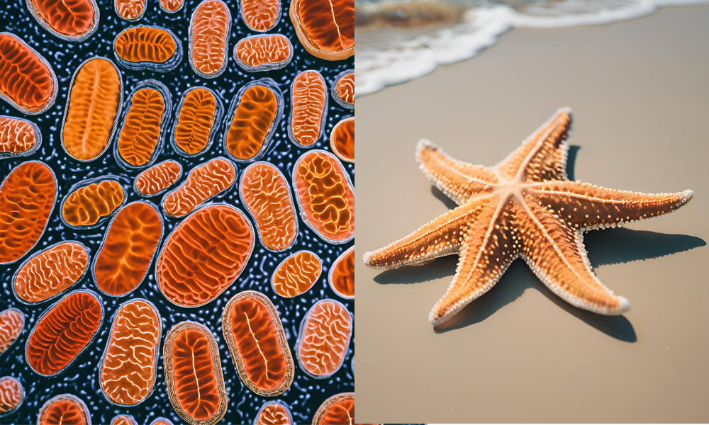 mitochondria and starfish