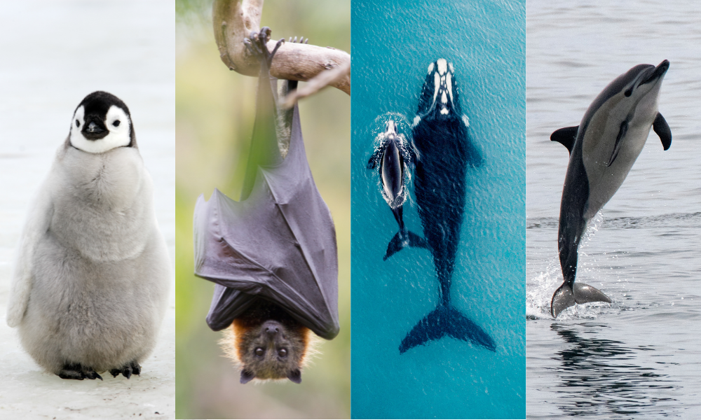 Pengiun, Bat, whale, Dolphin