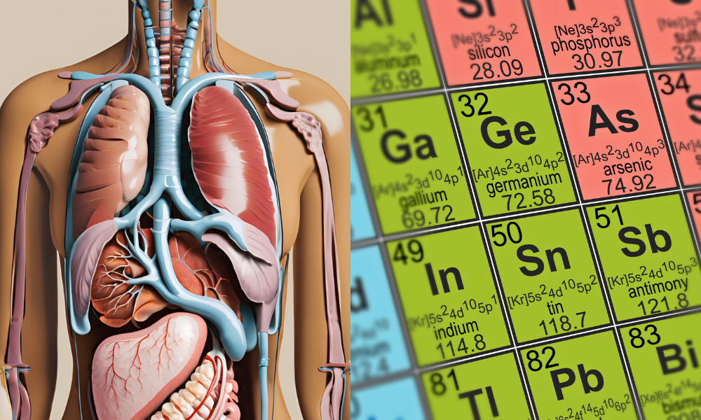 Human body and periodic table