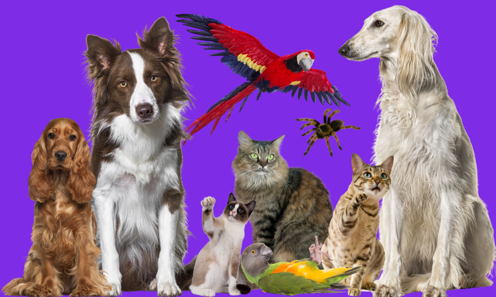 30-Minute Virtual Team Building Activities: Virtual Pet parade